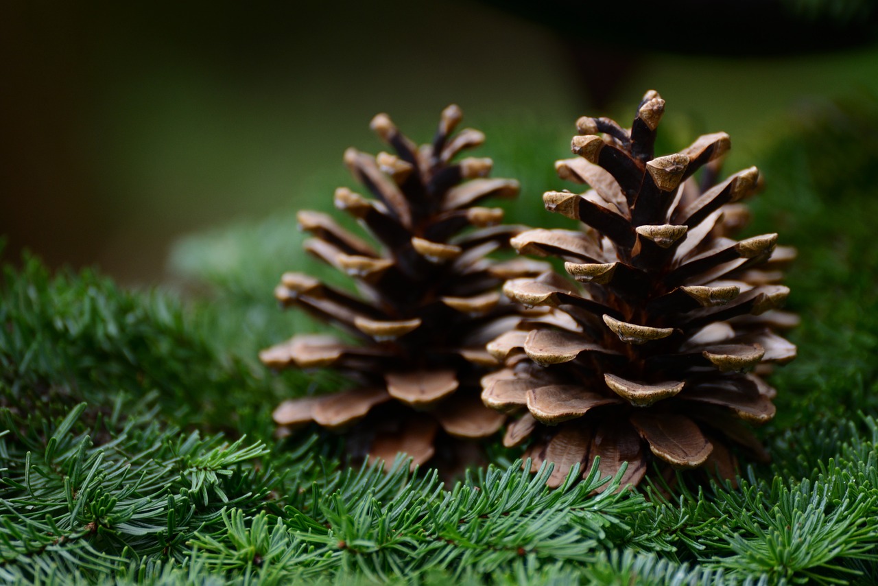 how to clean pine cones for crafting