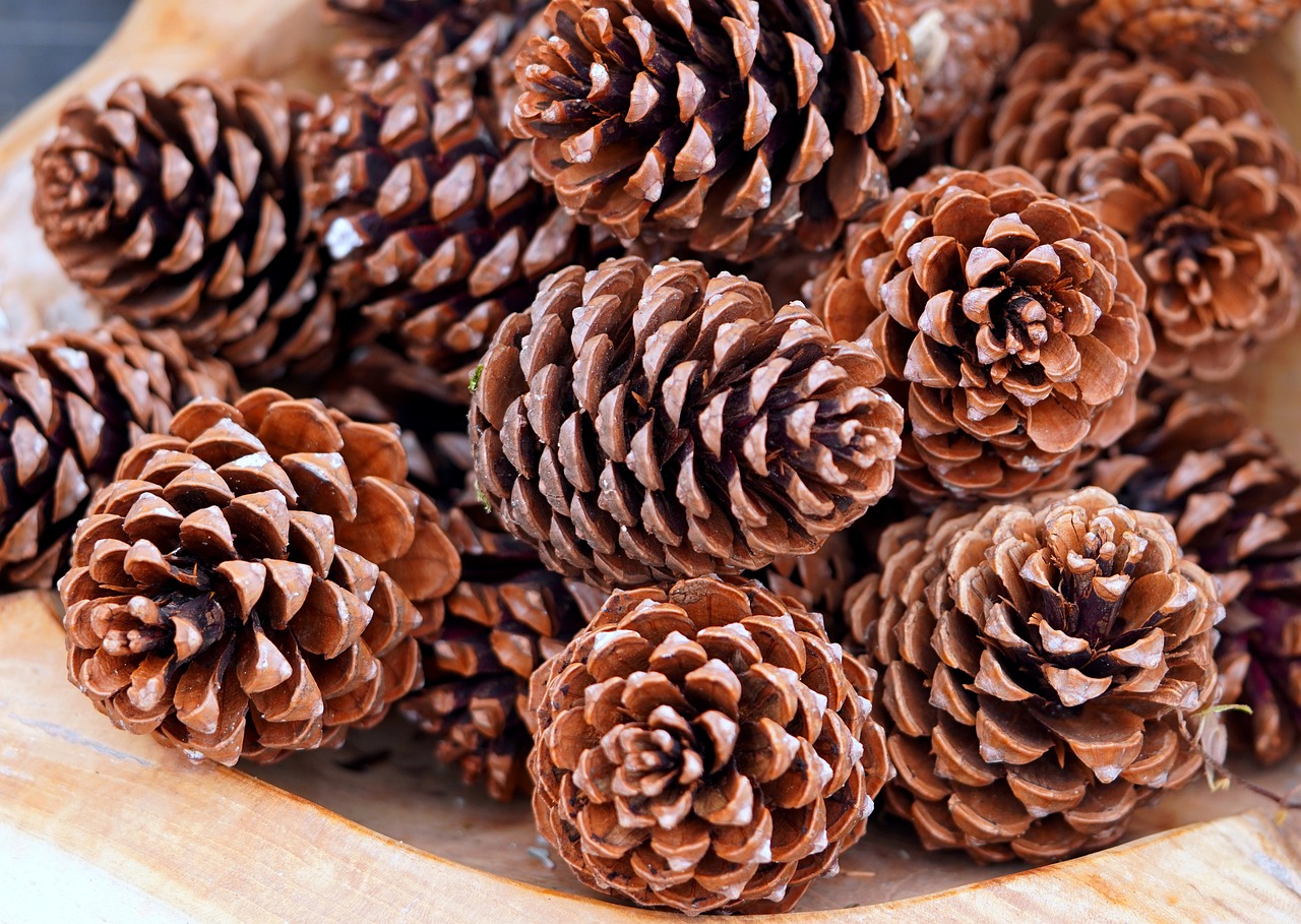 how to clean pine cones for crafting