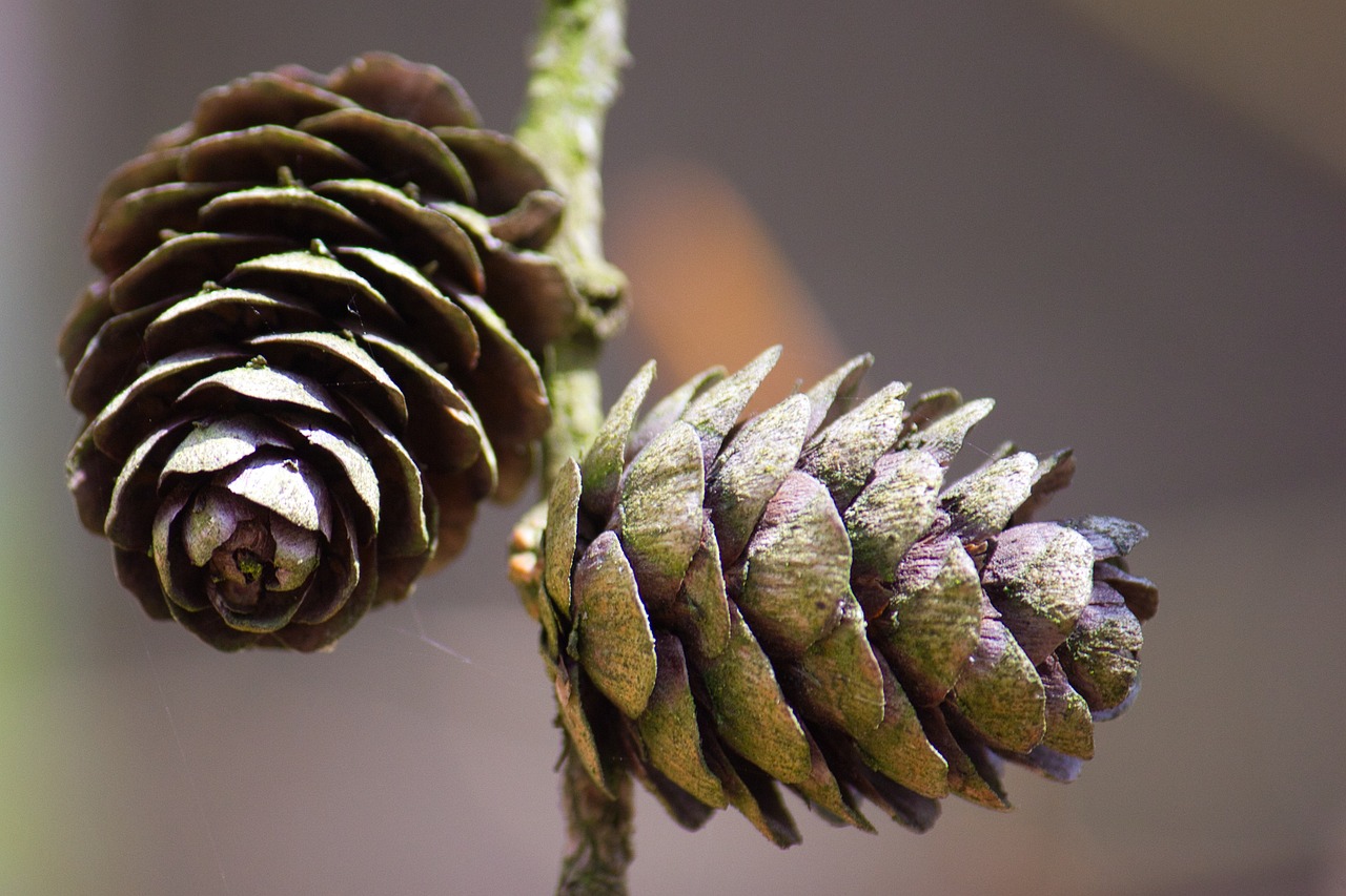 how to clean pine cones for crafting